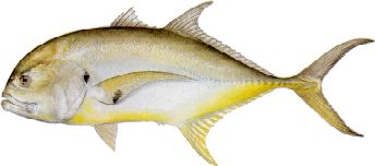 bluefish size limit florida