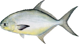 Florida Gulf Fish Chart